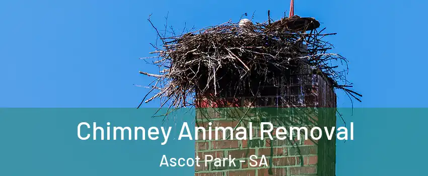 Chimney Animal Removal Ascot Park - SA