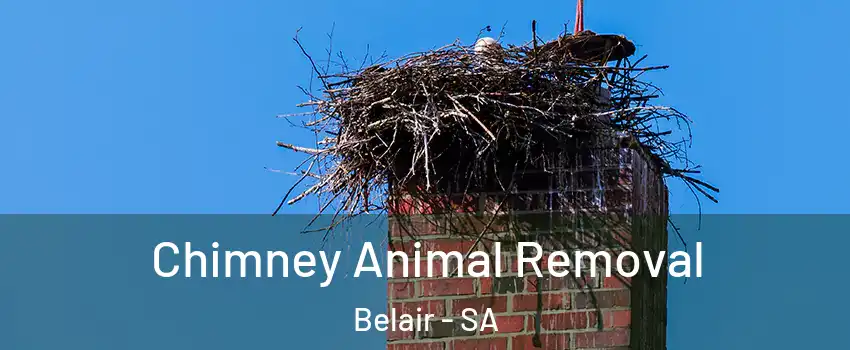  Chimney Animal Removal Belair - SA