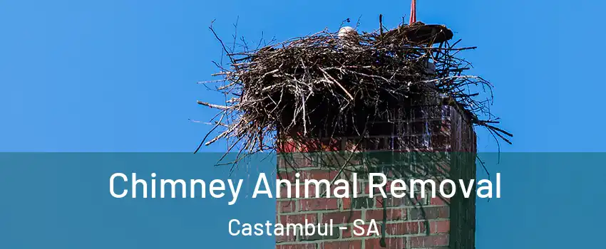  Chimney Animal Removal Castambul - SA