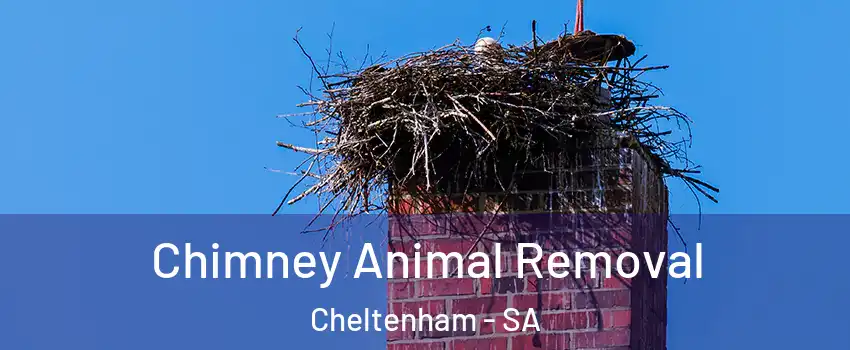 Chimney Animal Removal Cheltenham - SA