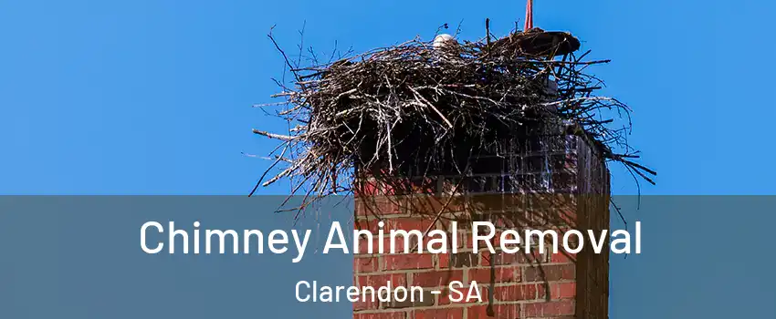 Chimney Animal Removal Clarendon - SA