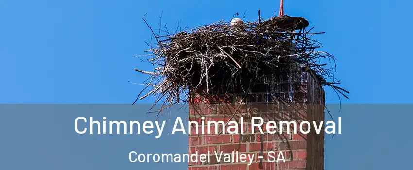  Chimney Animal Removal Coromandel Valley - SA