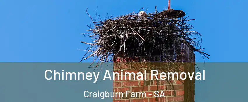 Chimney Animal Removal Craigburn Farm - SA