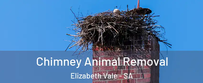 Chimney Animal Removal Elizabeth Vale - SA