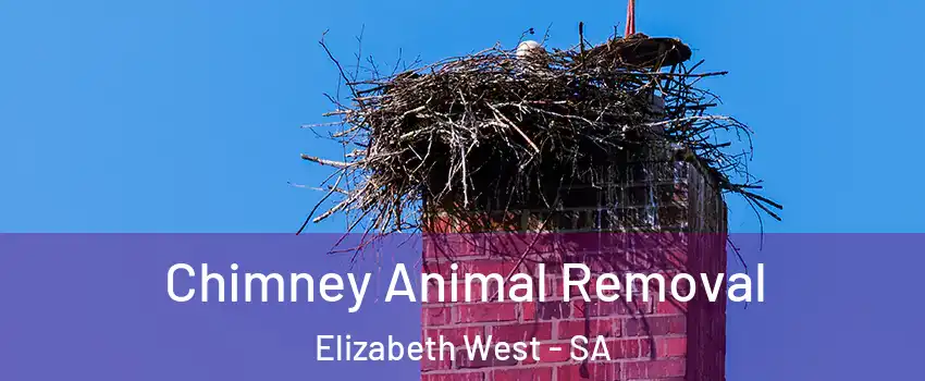 Chimney Animal Removal Elizabeth West - SA