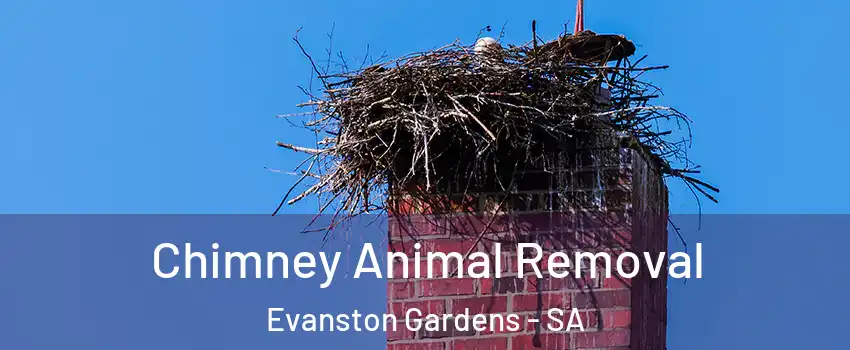  Chimney Animal Removal Evanston Gardens - SA