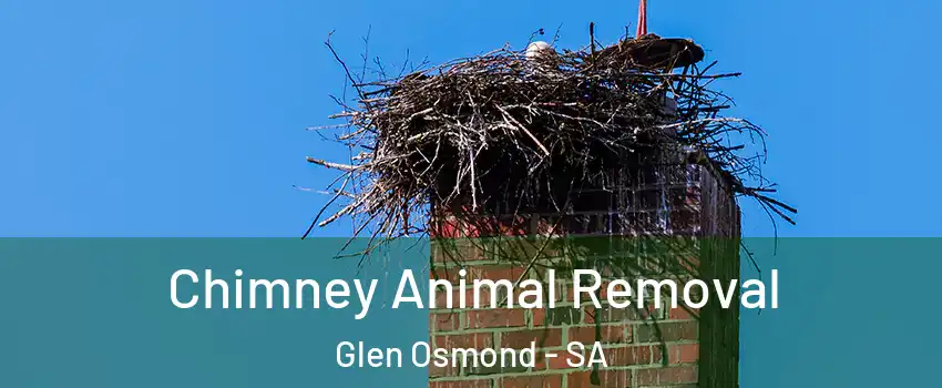  Chimney Animal Removal Glen Osmond - SA