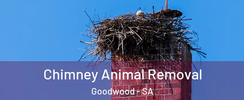  Chimney Animal Removal Goodwood - SA