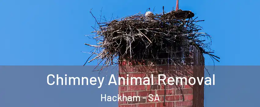 Chimney Animal Removal Hackham - SA