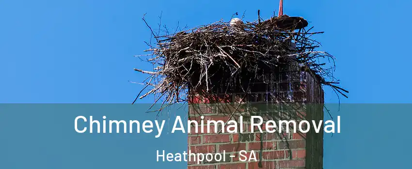  Chimney Animal Removal Heathpool - SA