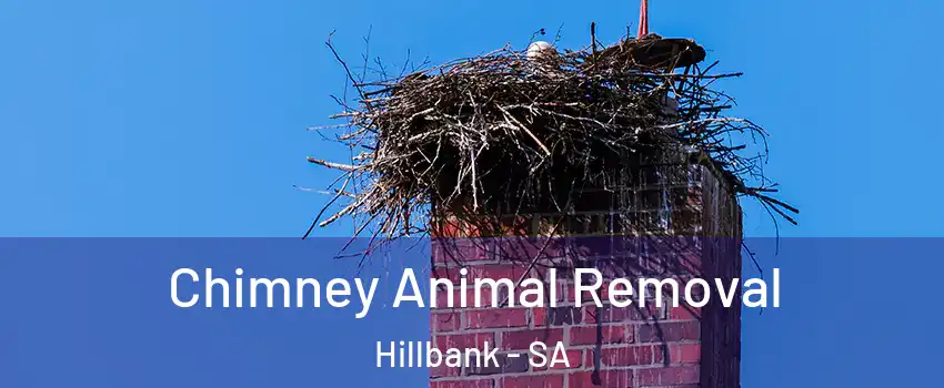 Chimney Animal Removal Hillbank - SA