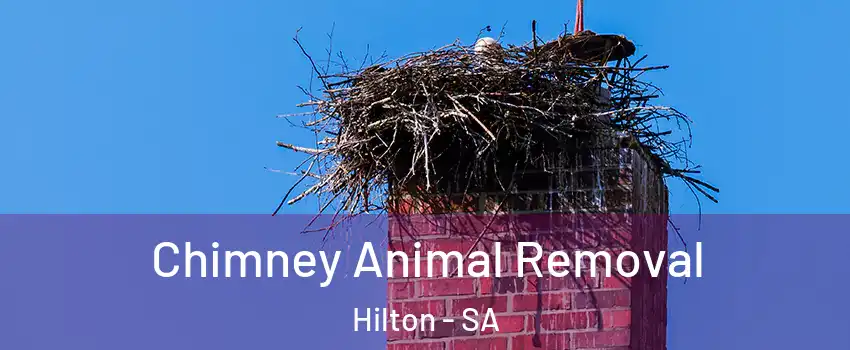 Chimney Animal Removal Hilton - SA