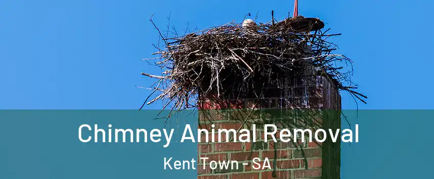 Chimney Animal Removal Kent Town - SA