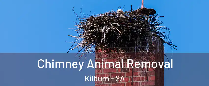 Chimney Animal Removal Kilburn - SA