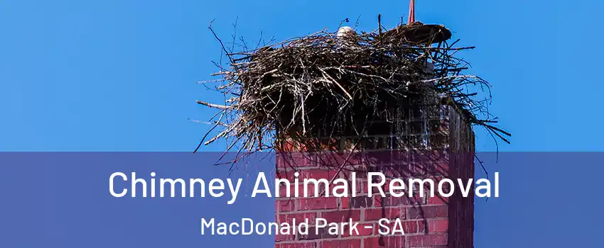 Chimney Animal Removal MacDonald Park - SA