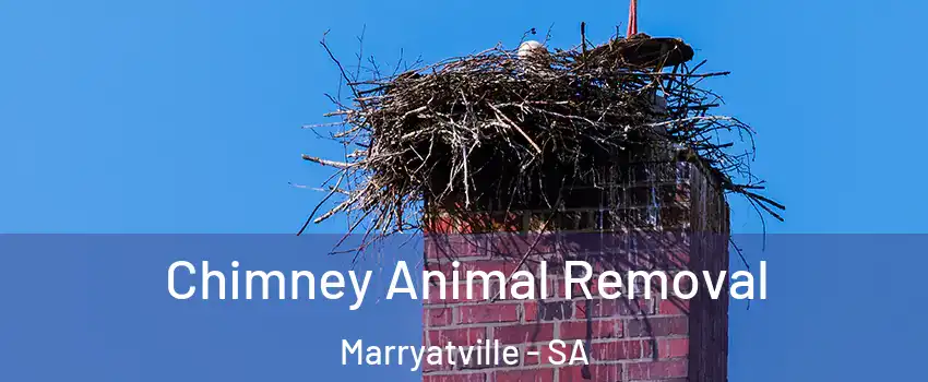 Chimney Animal Removal Marryatville - SA
