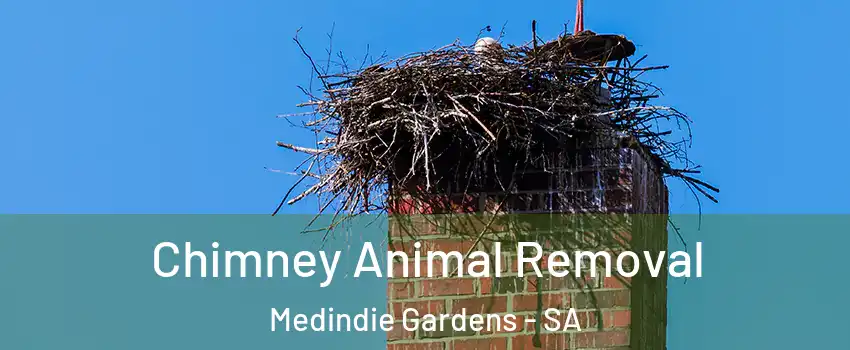 Chimney Animal Removal Medindie Gardens - SA