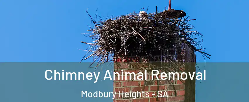 Chimney Animal Removal Modbury Heights - SA