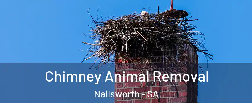Chimney Animal Removal Nailsworth - SA