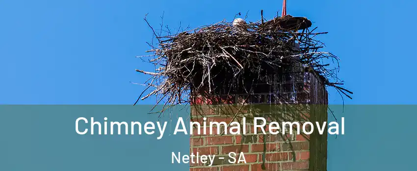 Chimney Animal Removal Netley - SA