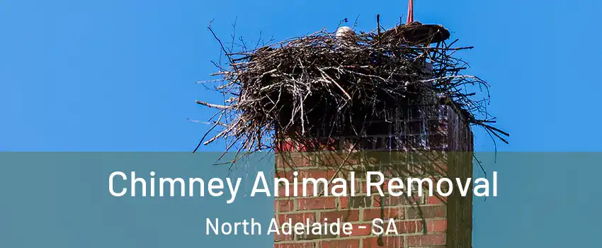 Chimney Animal Removal North Adelaide - SA