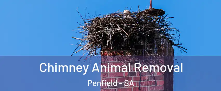 Chimney Animal Removal Penfield - SA