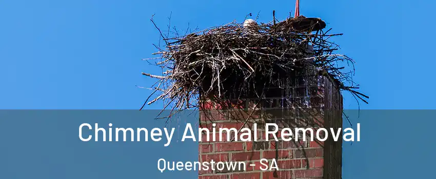 Chimney Animal Removal Queenstown - SA