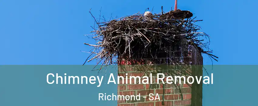 Chimney Animal Removal Richmond - SA