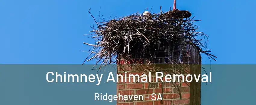 Chimney Animal Removal Ridgehaven - SA
