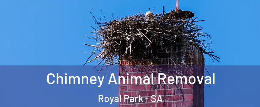 Chimney Animal Removal Royal Park - SA