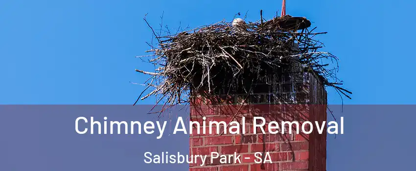 Chimney Animal Removal Salisbury Park - SA