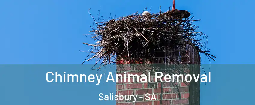 Chimney Animal Removal Salisbury - SA
