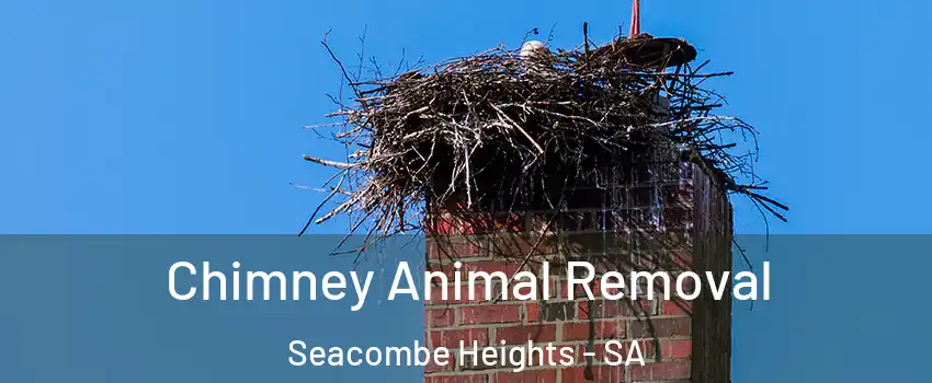 Chimney Animal Removal Seacombe Heights - SA