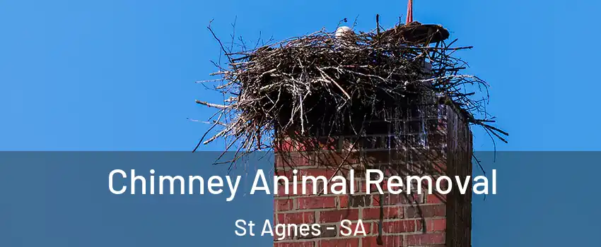 Chimney Animal Removal St Agnes - SA