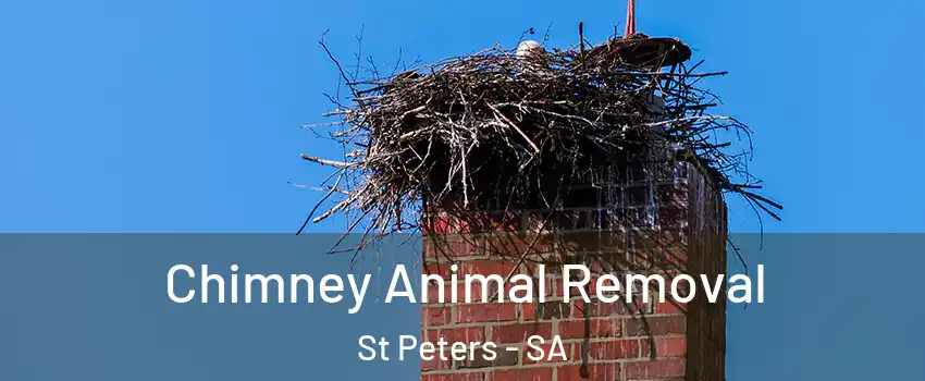 Chimney Animal Removal St Peters - SA