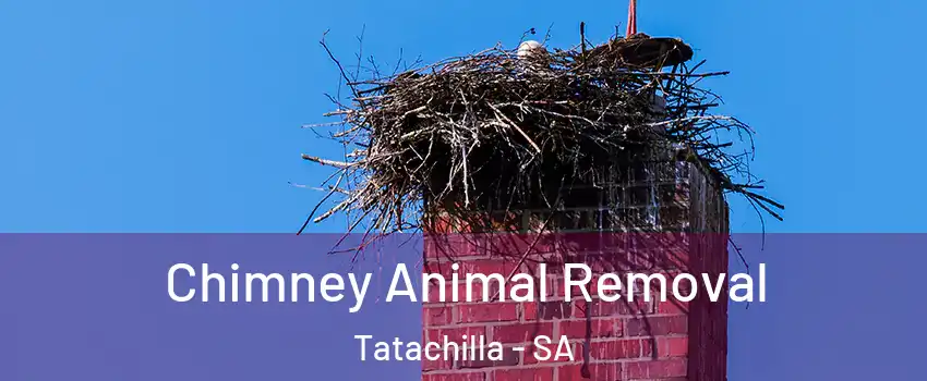 Chimney Animal Removal Tatachilla - SA