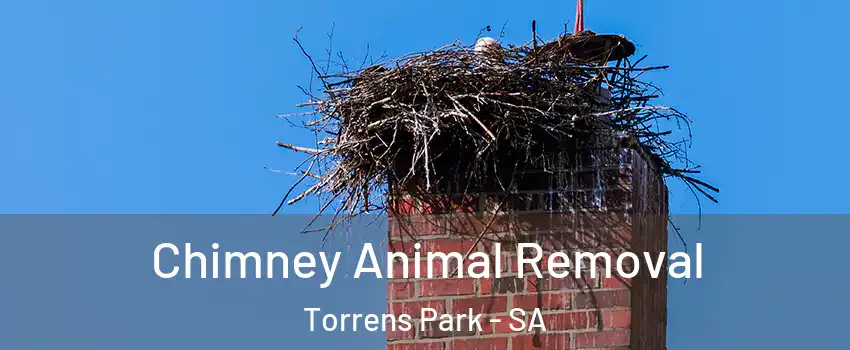 Chimney Animal Removal Torrens Park - SA