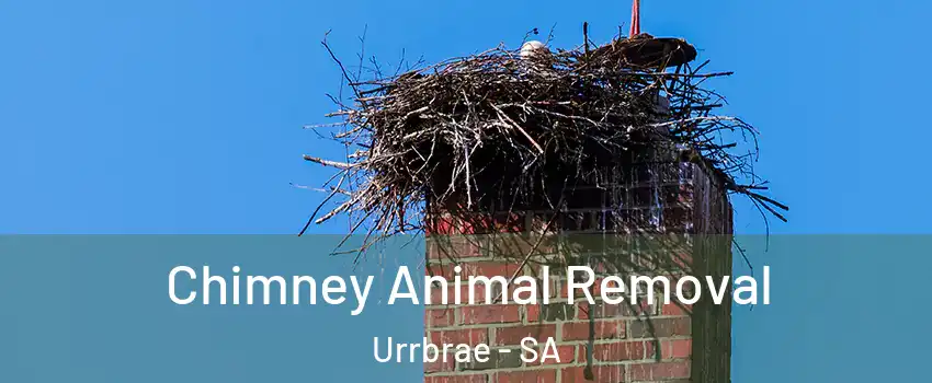 Chimney Animal Removal Urrbrae - SA