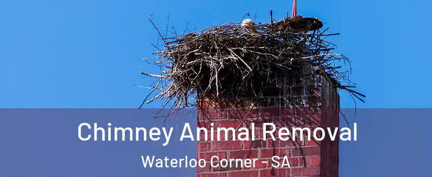 Chimney Animal Removal Waterloo Corner - SA