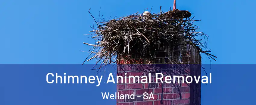 Chimney Animal Removal Welland - SA