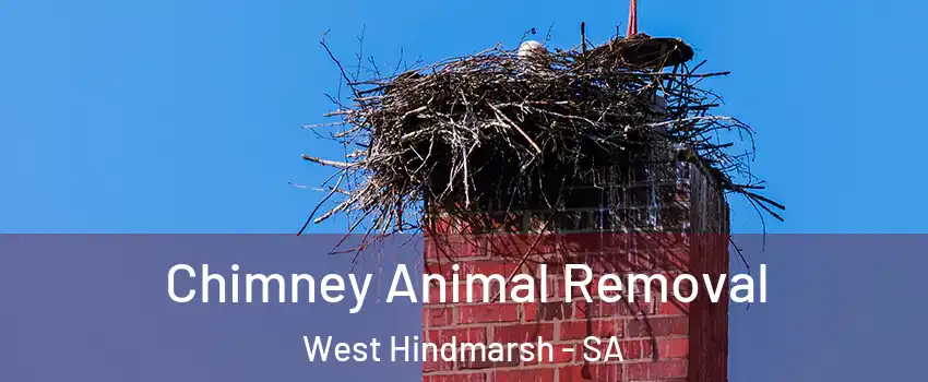 Chimney Animal Removal West Hindmarsh - SA