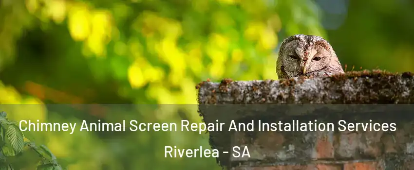 Chimney Animal Screen Repair And Installation Services Riverlea - SA